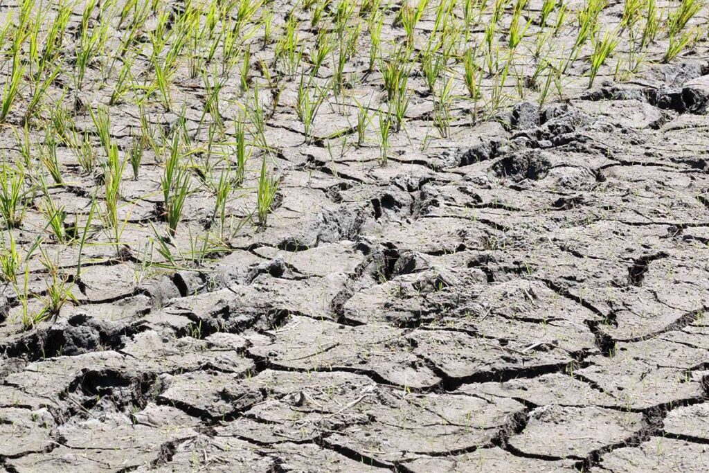 El Niño, titindi hanggang unang bahagi ng 2024 - Pagasa – Pinoy Peryodiko